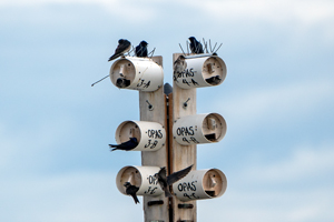 Purple Martin